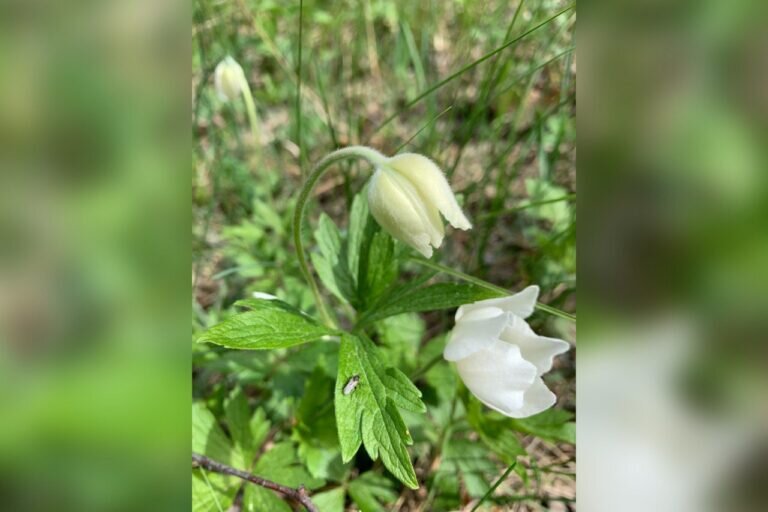    В Бузулукском бору зацвели ветреницы лесные Марина Шарт