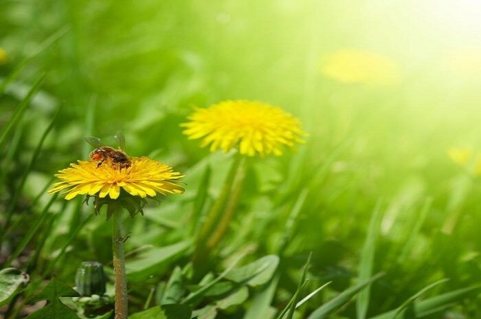 Из одуванчиков можно делать уксус