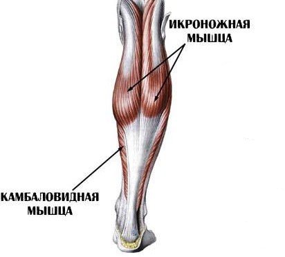 Рисунок задней группы мышц голени