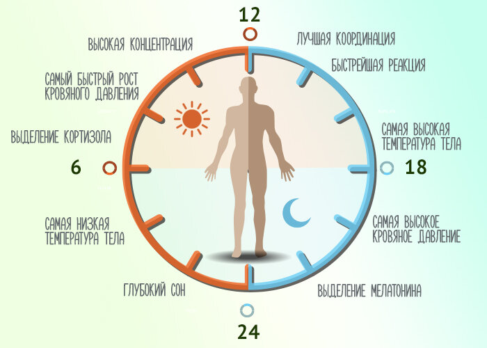 Фазы активности организма в сутках