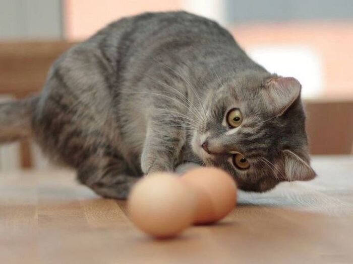 Можно ли давать кошке яйца? | ZOO CHANNEL | Дзен
