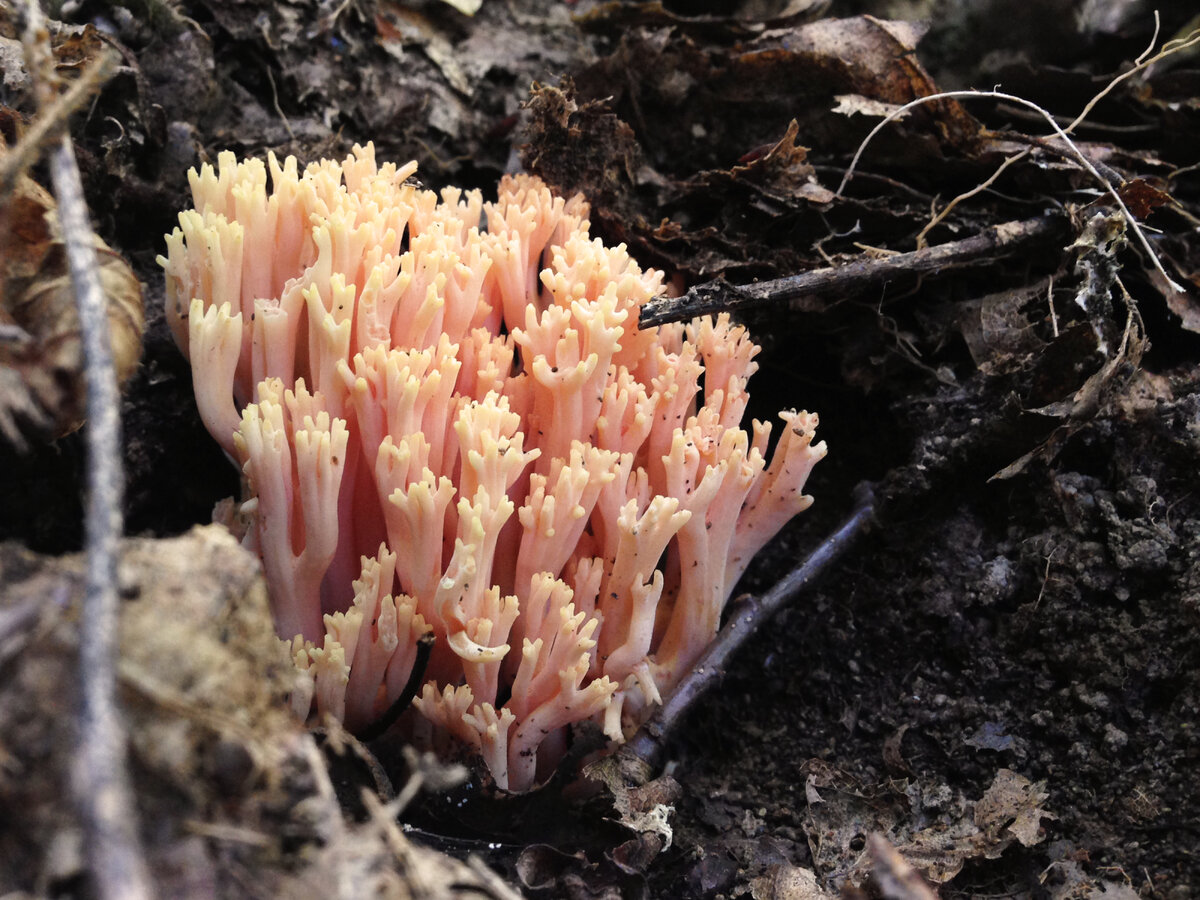 Снимок из леса изменивший мою судьбу)