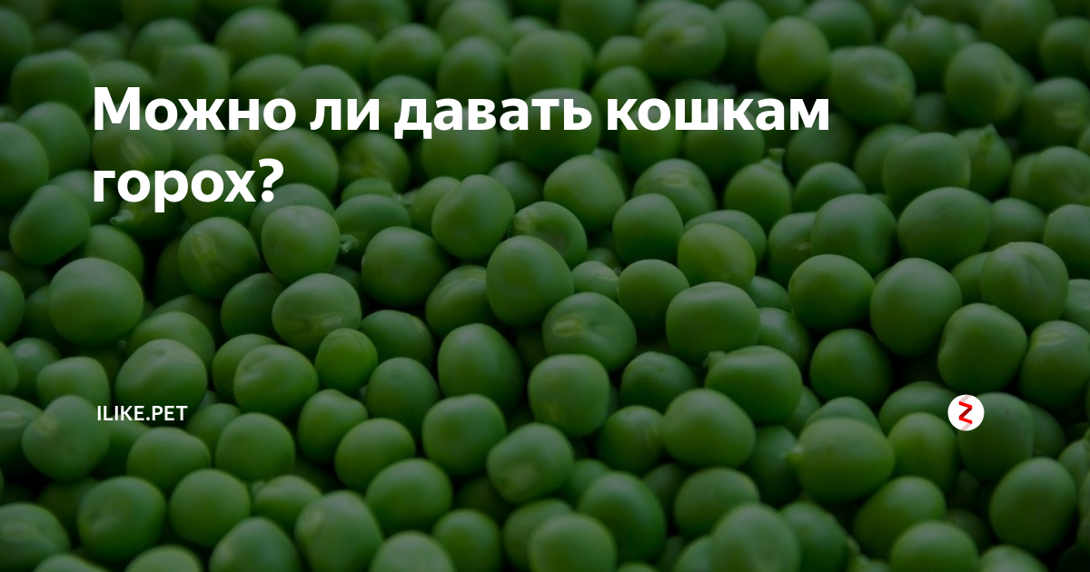 Кошачий горох. Можно ли кошкам горох. Любят ли кошки горох. Можно ли давать кошкам горох. Кот горох