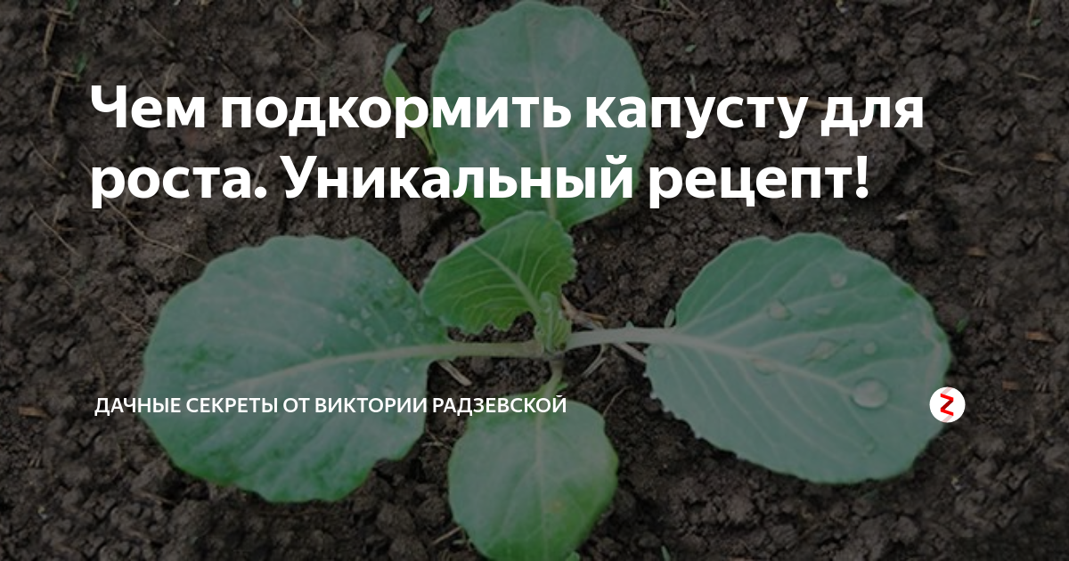 Чем подкормить капусту после всходов. Подкармливаем капусту. Удобрение для рассады капусты в открытом грунте. Подкормка высаженной рассады капусты. Капуста подкормка после высадки в грунт.