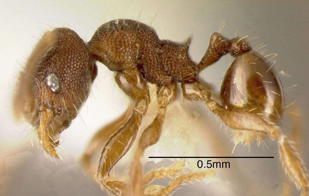 Pheidole harrisonfordi                                      Источник фото: www.antwiki.org