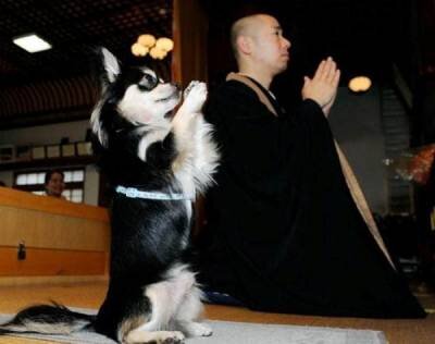 Собаки в религии: православие, ислам, буддизм, зороастризм | Dog News | Дзен