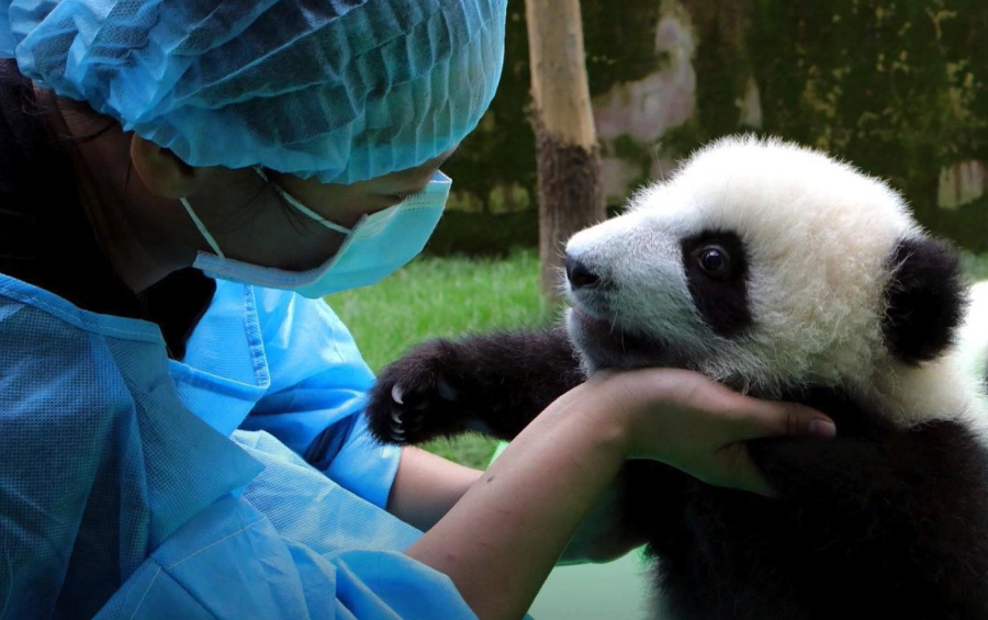 Включи новую панду. Профессия обниматель панд в Китае. Обнимальщик панд профессия. Исследователь панд. Смотритель панд.