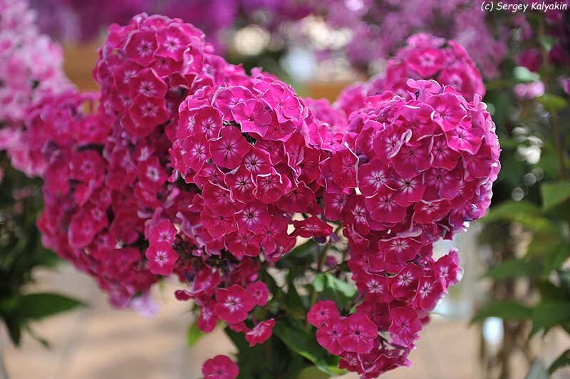 Флокс ‘Краса России’