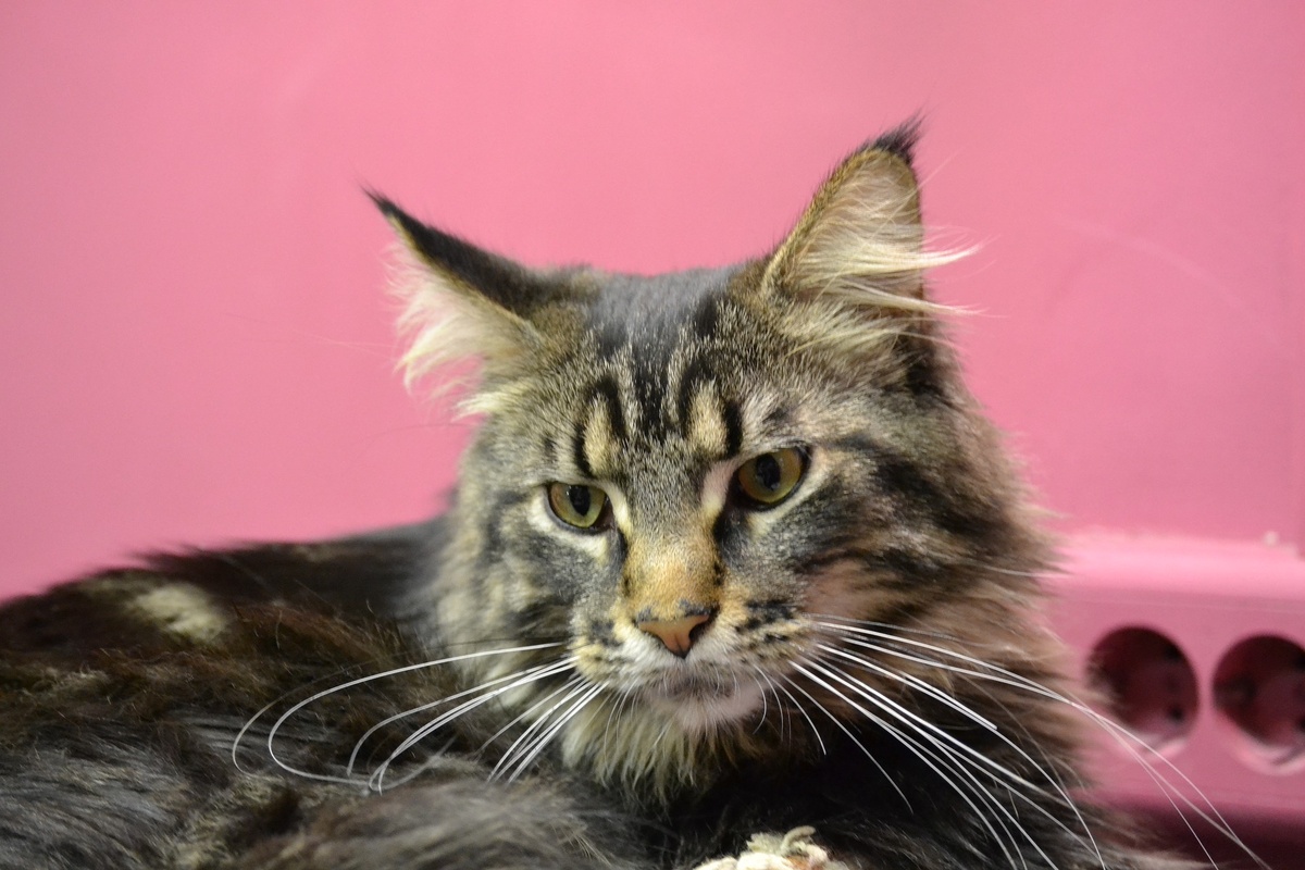 Фото с сайта: pixabay.com