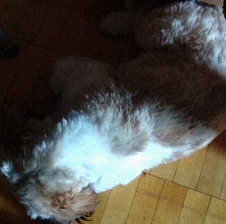 А вот таким после 2 стрижки