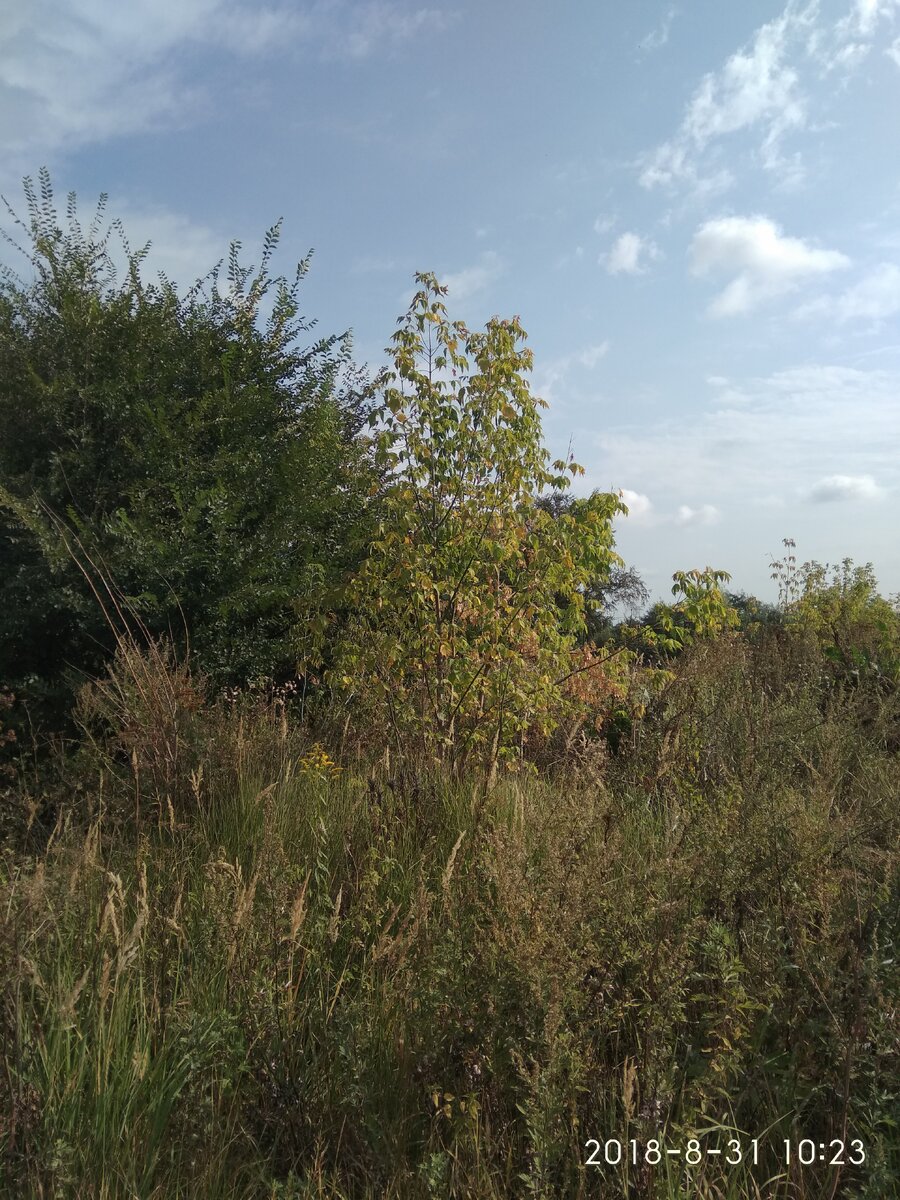 Лето круглый год в подмосковье. Круто? Да. Вместо осени лето, вместо зимы тоже лето только немножко похолоднее, вместо весны пусть будет весна. Весна очень хорошее время года. Лето даешь лето круглый год. Кто за?