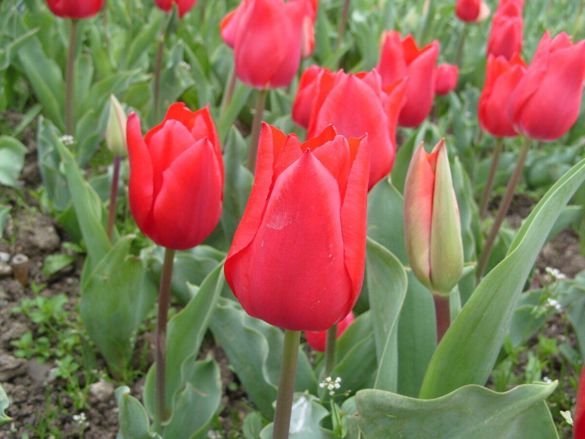 Русские тюльпаны. Тюльпан Ruby Prince. Тюльпан Tulipa Prince. Тюльпан Руби Принс Tulipa Ruby Prince. Тюльпан простой ранний Руби принц.