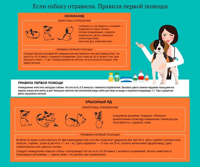 Оказание медицинской помощи животному. При отравлении собаки. Помощь собаке при отравлении. Первая помощь при отравлении животных. Отравление у собаки симптомы.