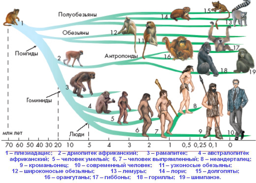 Эволюционное Древо приматов и человека. Ветви развития обезьян и человека. Эволюционные схемы происхождения человека. Схема эволюционного развития приматов.