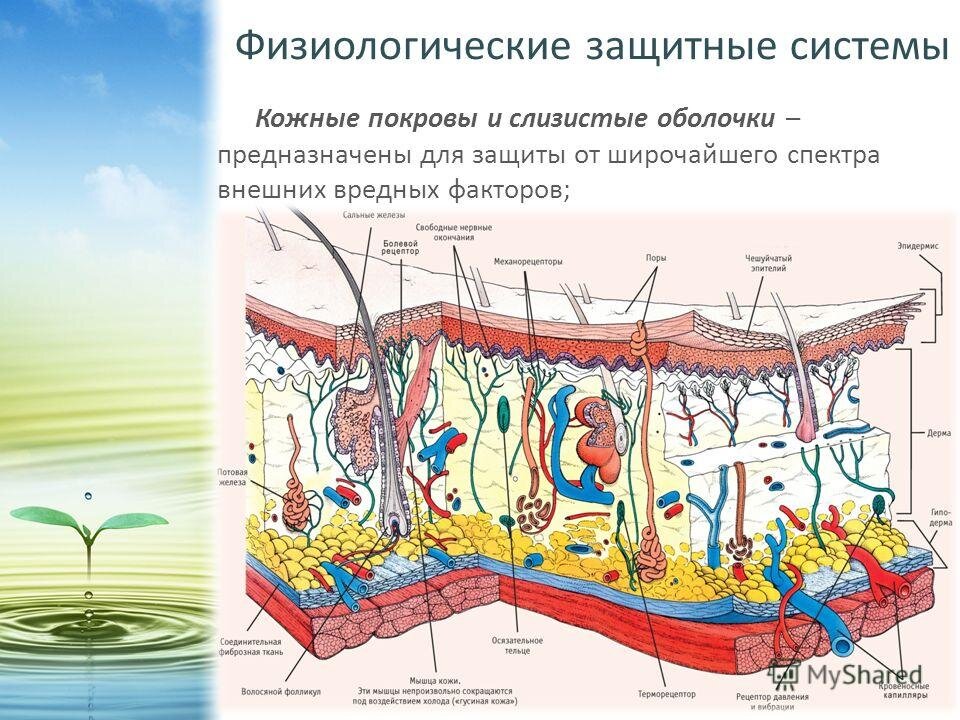 Виды слизистых покровов