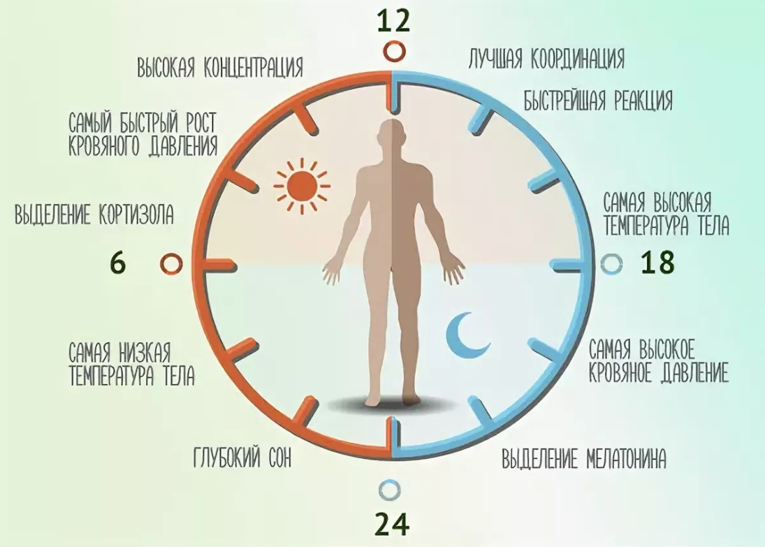 Циркадные биоритмы человека. Циркадные циклы человека , биологические часы. Циркадные ритмы сна у человека. Суточные биоритмы человека.
