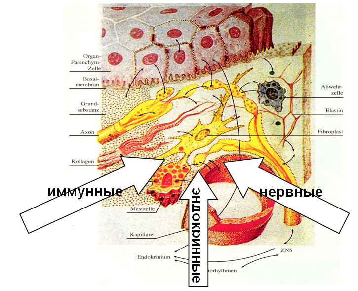 Строение межклеточного матрикса соединительной ткани. Внеклеточный матрикс соединительной ткани биохимия. Органический матрикс костной ткани. Внеклеточный матрикс и базальная мембрана. Полисахариды клеточной стенки растений.