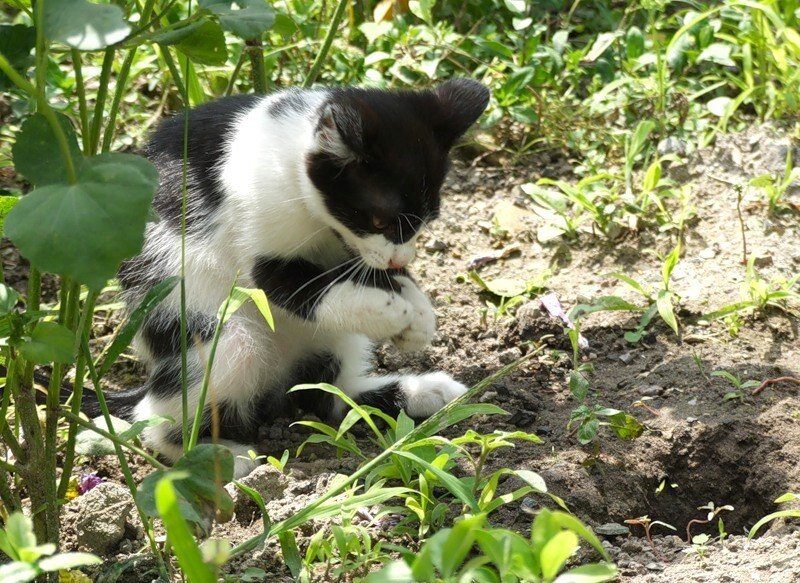 Чёрный кот. Поделка из бросового материала