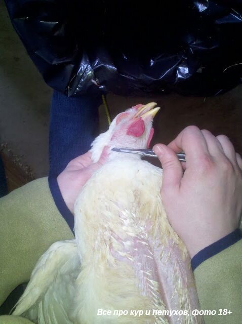 Схему механической кулинарной обработки домашней птицы. Схема разделки дичи. Как обрабатывать курицу. Первичная обработка пернатой дичи. Как обрабатывать курицу.