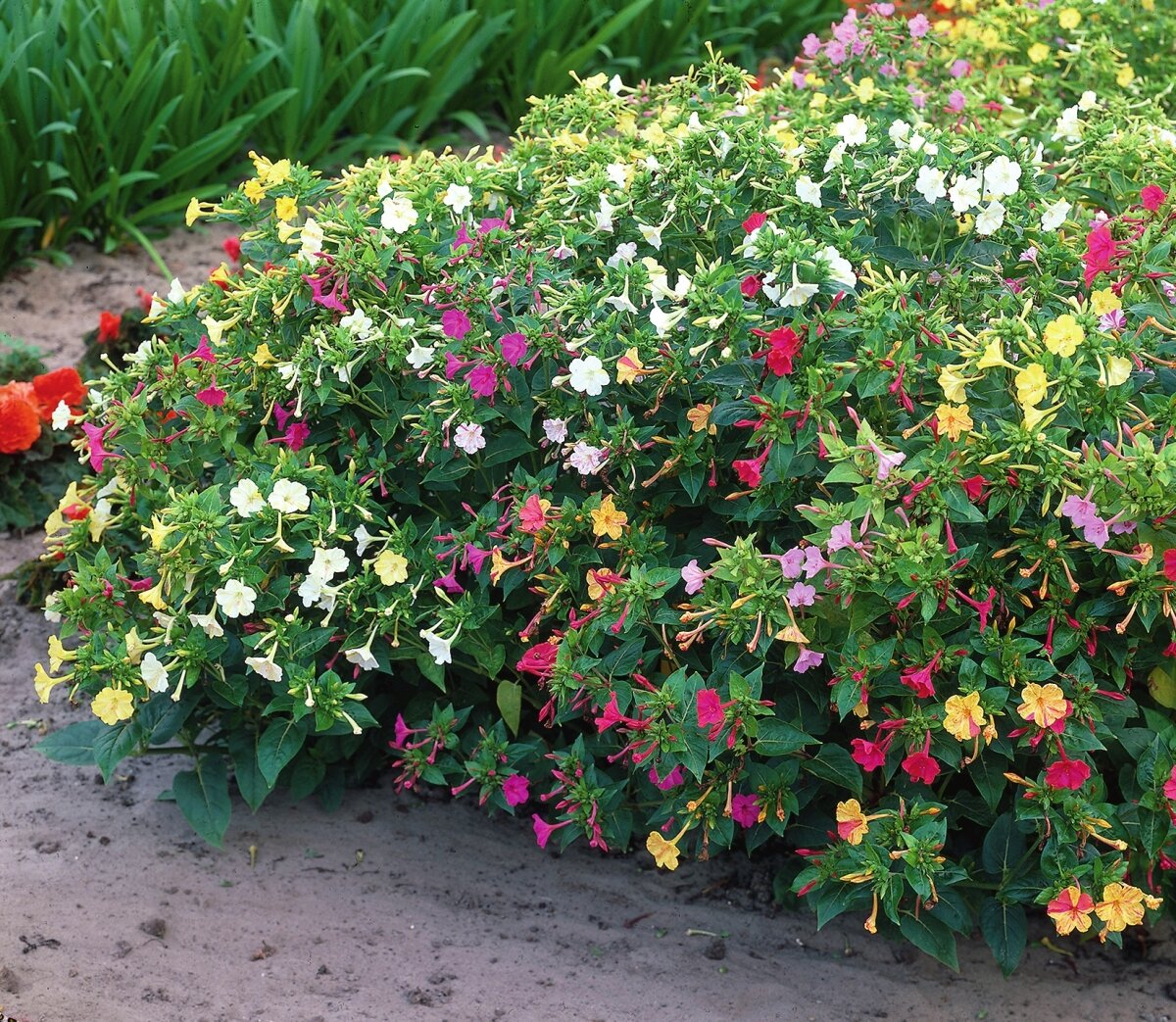 Неприхотливые цветы для дачи: 24 лучших растения для сада | уральские-газоны.рф
