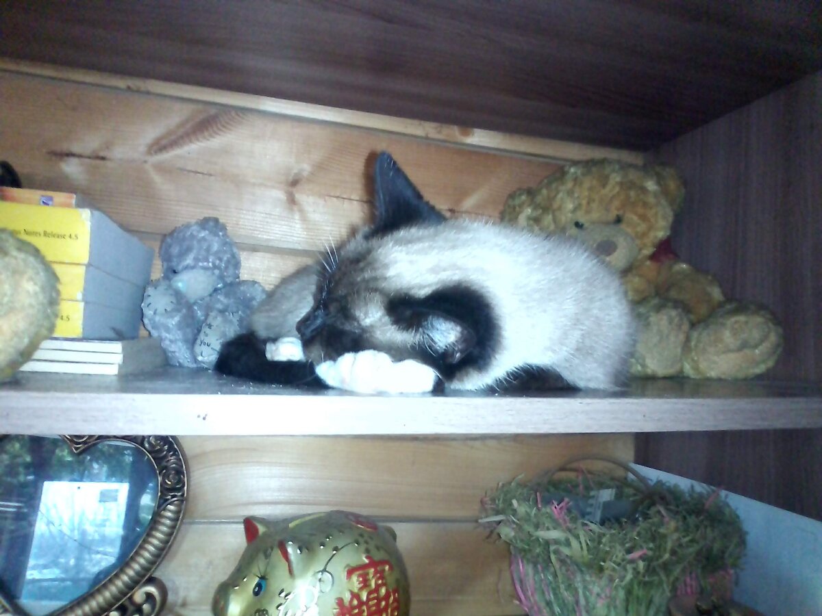 Наша Рысёнка