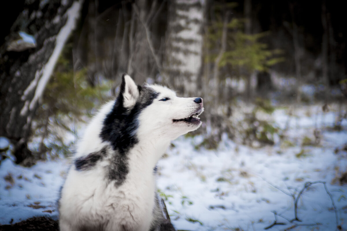 Дзен видео собаки. In Dogs we Trust хаски. Ин догс ви Траст хаски дзен. In Dog we Trust.