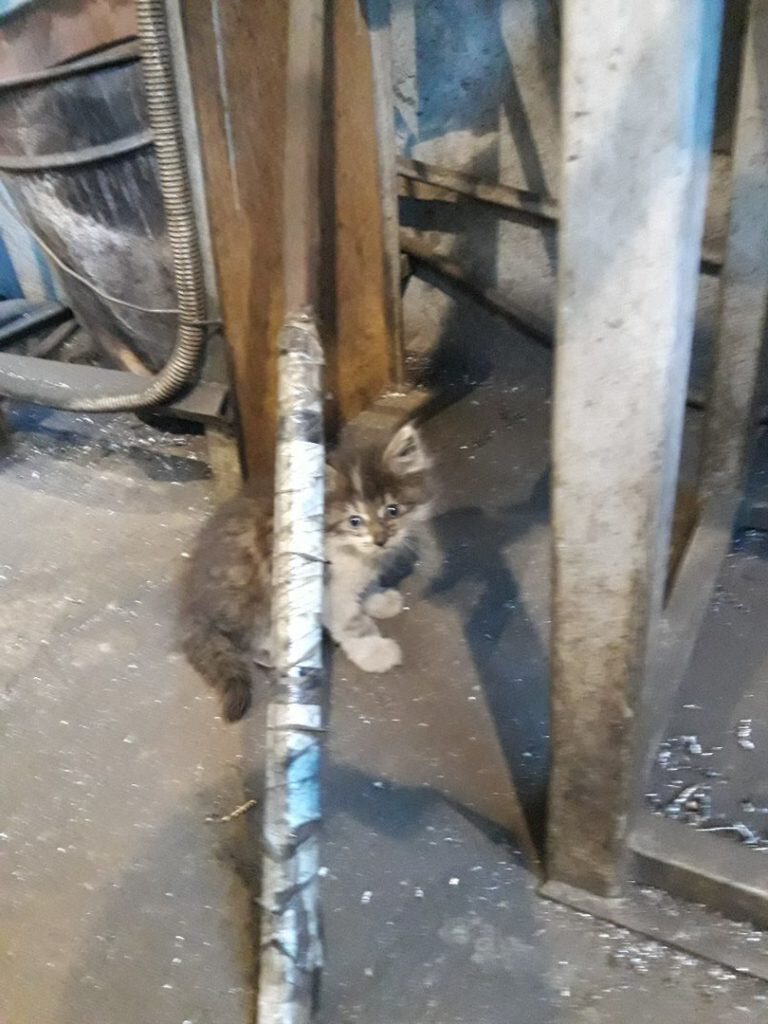 Сан-Саныч шабуршунит по цеху