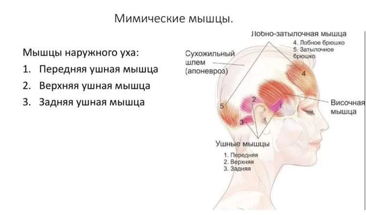 5 тайных точек: как работает этот азиатский массаж против морщин и отеков