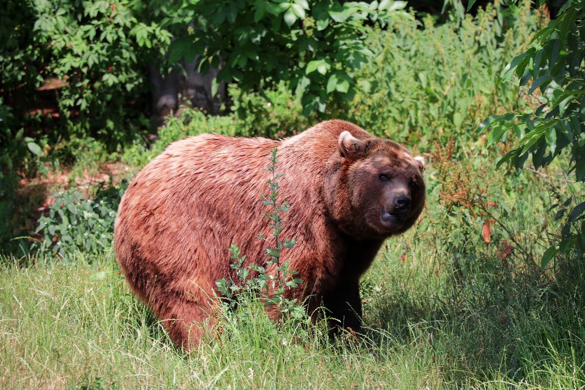 Кто сильнее: сибирский бурый медведь против американского гризли | В когтях  у хищника | Дзен