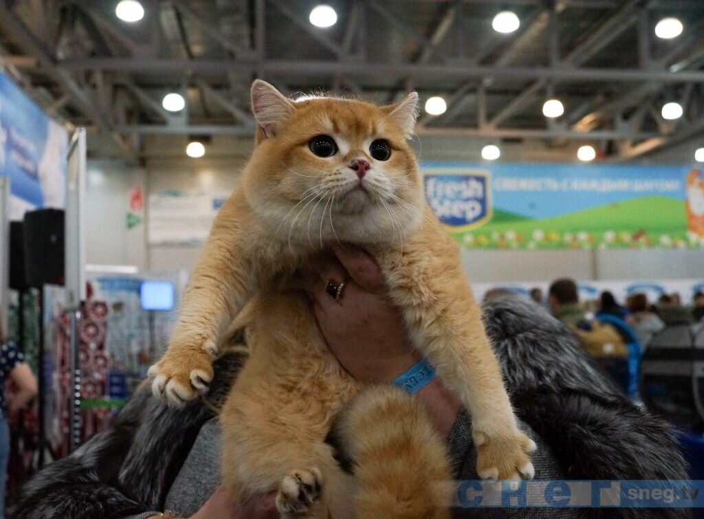 © Ольга Соколова/СНЕГ.TV