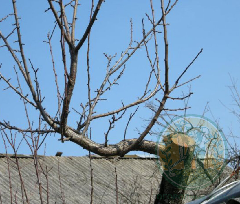 Подписывайтесь на канал и мы прокачаем ваш огород вместе!)