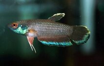 Betta полосатая.