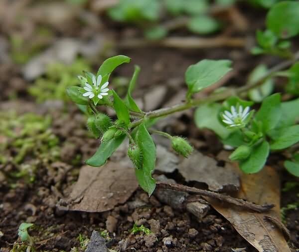 Звездчатка средняя, мокрица трава (Stellaria media)