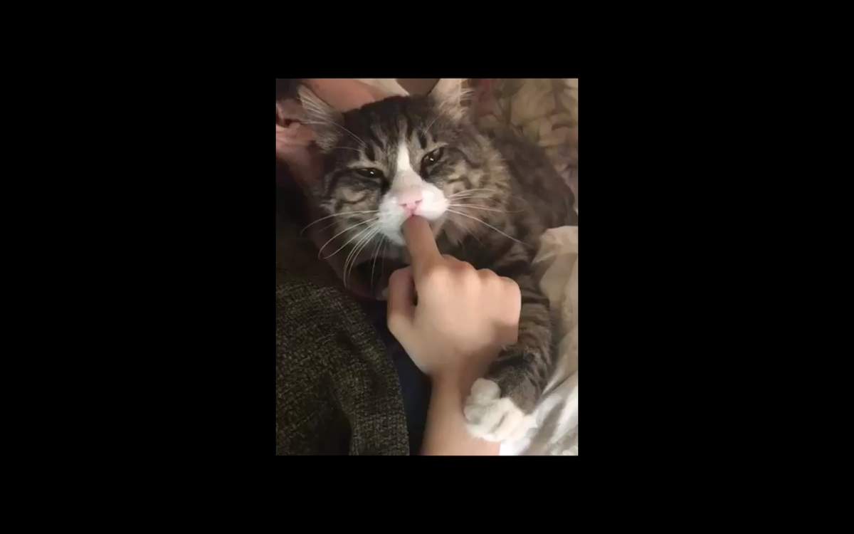 Кадр видео youtube.com/ViralHog