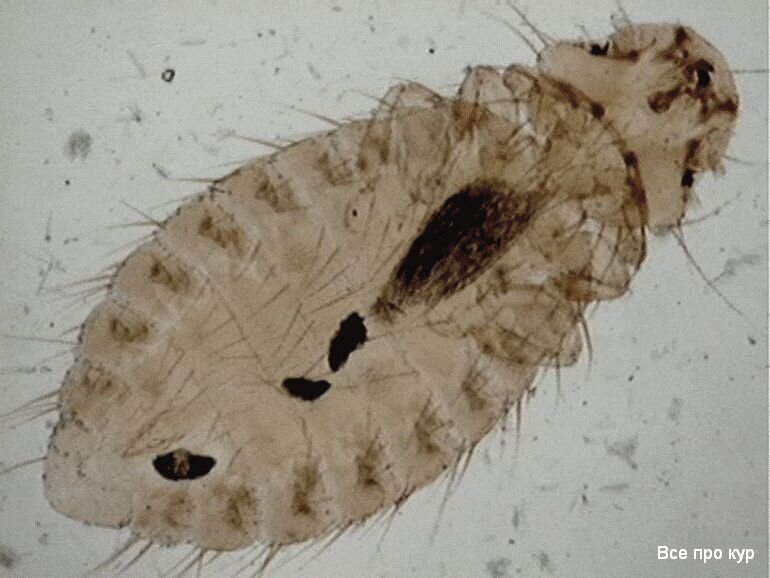 Куриные вши фото.