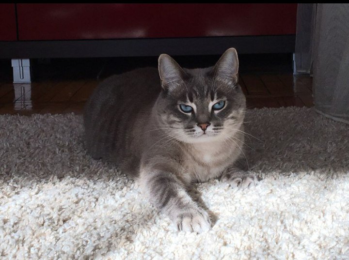 Кот Кокос. Фото из личного архива Ирины Луговой.