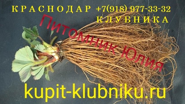Купить саженцы клубники в питомнике очень просто. Достаточно приехать по указанному адресу и выбрать из всего разнообразия понравившиеся сорта. Оплата за выбранный товар, как правило, возможна как наличными, так и по карте. Почти на всех сайтах питомников и в интернет-магазинах уже доступен к заказу Каталог Весна 2019. Цена на рассаду клубники (земляники садовой) в разных питомниках может отличаться, поэтому ее нужно уточнять на месте, либо предварительно позвонив по телефону. Также стоимость посадочного материала обычно указана на официальном сайте питомника.