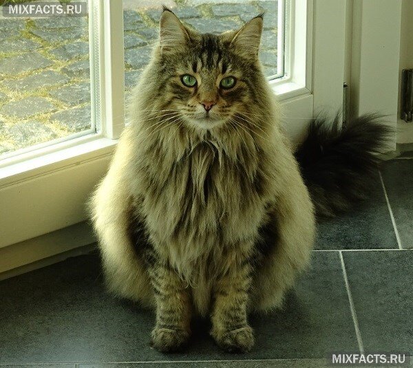 
 добродушное легко поддающееся дрессировке животное 