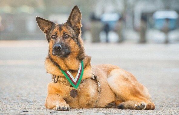 Лукка с медалью. Источник  http://pitomzy.com/2016/04/sobaku-poteryavshuyu-lapu-nagradili-medalyu.html