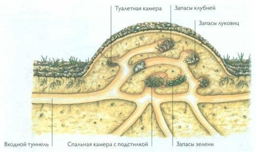 Нора сурка в разрезе с подписями картинки