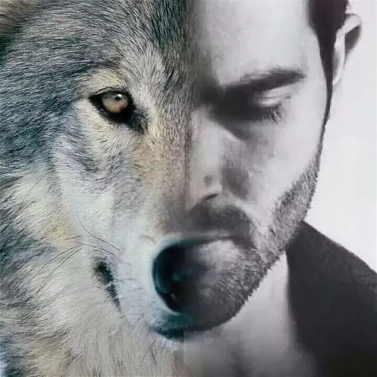 Мужчина волк. Волчий взгляд. Мужик с волком. Человек наполовину волк.