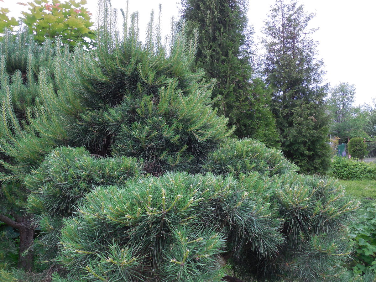 Процесс формировки. Часть кроны подстрижена, остальное в процессе