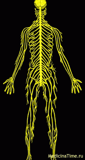 Древо Сознания