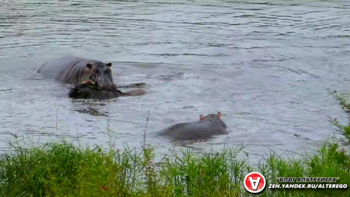 Бегемоты решили защитить свой покой и антилопу заодно.