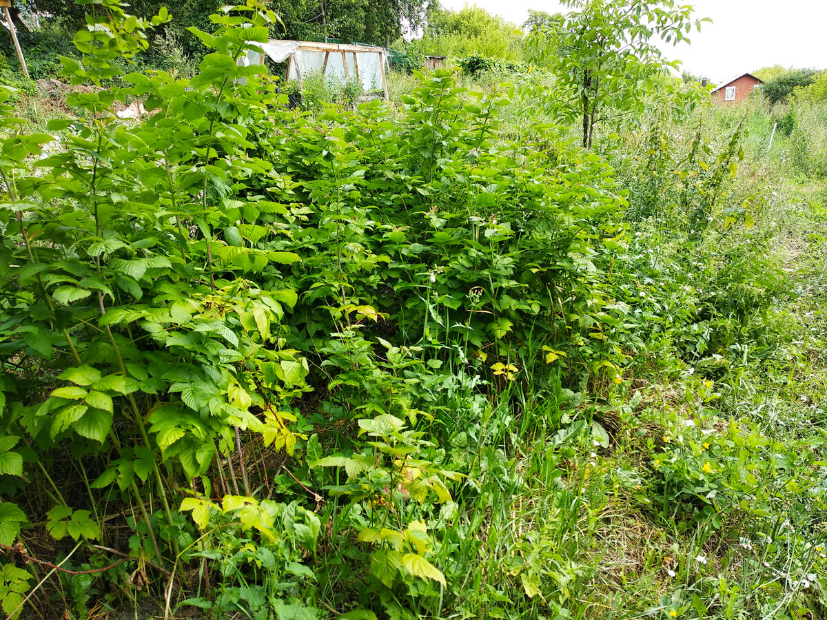 "Новость Кузьмина"более мелкий сорт, но очень ароматный и вкусный