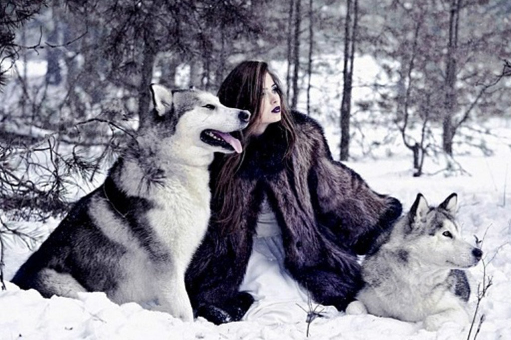 Женщина подобрала волка. Аляскинский маламут и волк. Фотосессия с волком. Фотосессия с маламутами. Брюнетка с волком.