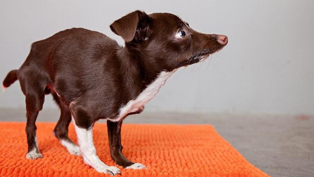 Собака с врожденным нарушением развития костей и суставов