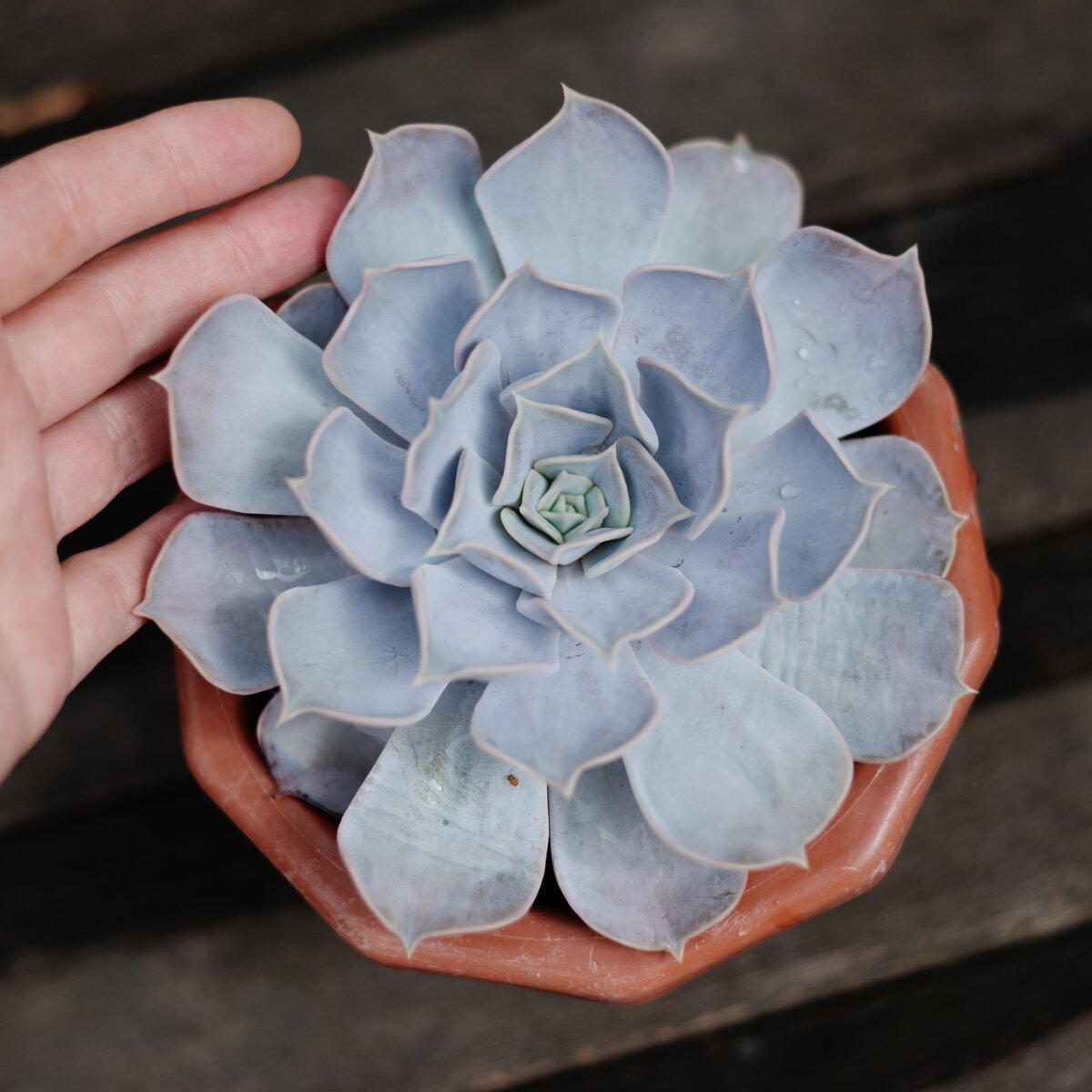 Суккуленты Echeveria lilacina. Эхеверия Mary Bell. Тесла эхеверия.