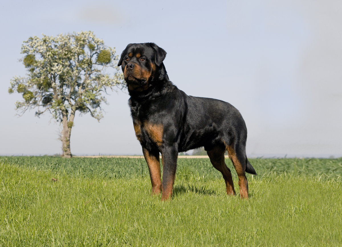 South African Boerboel Boerboel, Dog breeds, Mastiff breeds