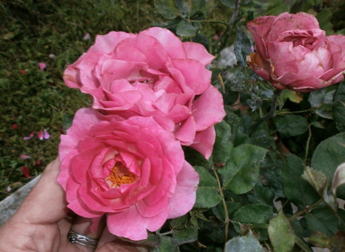 Фото: Gala Leonova, розы патио  с севера Италии